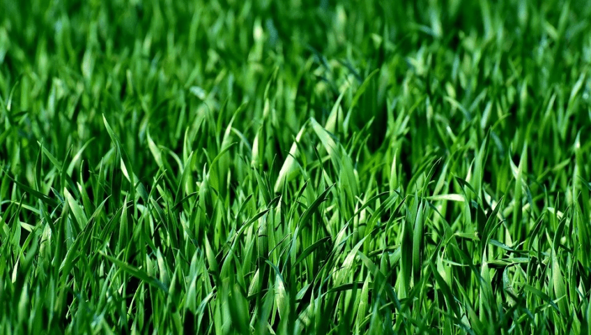 close up green grass