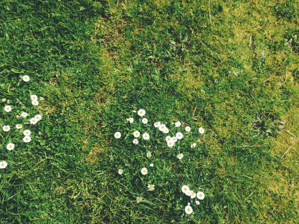 White flowers growing in the grass 